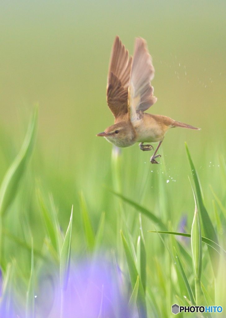 ひらりオオヨシキリ⑧