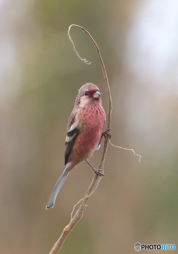 ベニマシコ君④