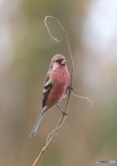 ベニマシコ君④