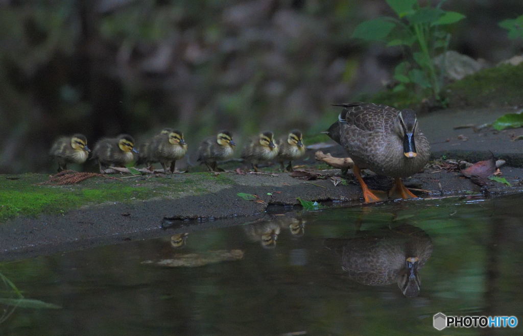 カルガモの母子Ⅳ