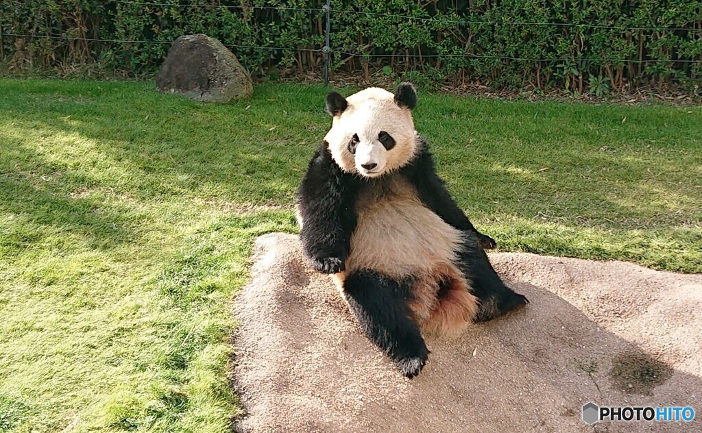 アドベンチャーワールドの「彩浜」