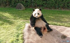 アドベンチャーワールドの「彩浜」