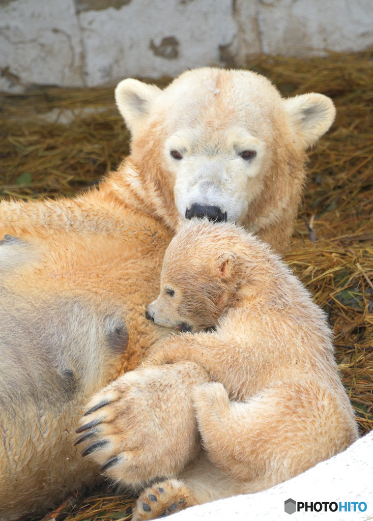 シロクマの母娘④