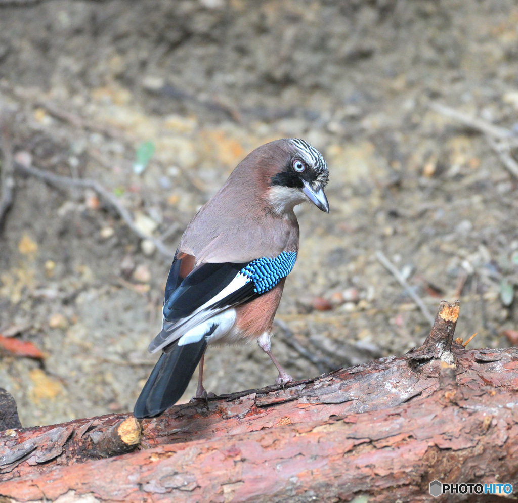 カケスと目が合う時