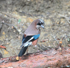 カケスと目が合う時