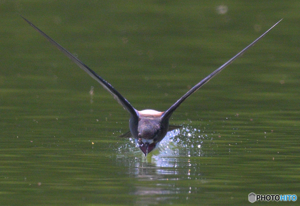 ハリオアマツバメの水飲み