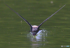 ハリオアマツバメの水飲み ハリオアマツバメの水飲み
