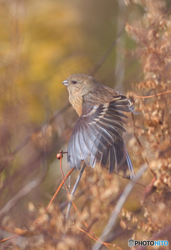 羽根を伸ばすベニマシコさん