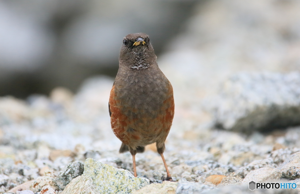カメラ目線のイワヒバリさん