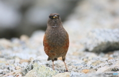 カメラ目線のイワヒバリさん