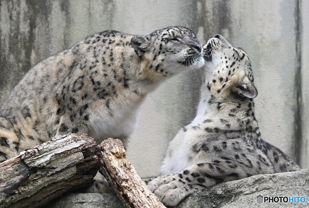 アツアツなユキヒョウたち