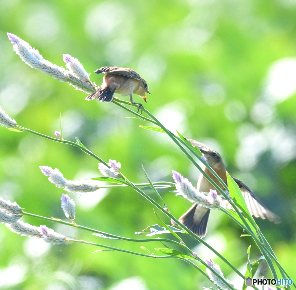 ノゲイトウにノビタキ⑥