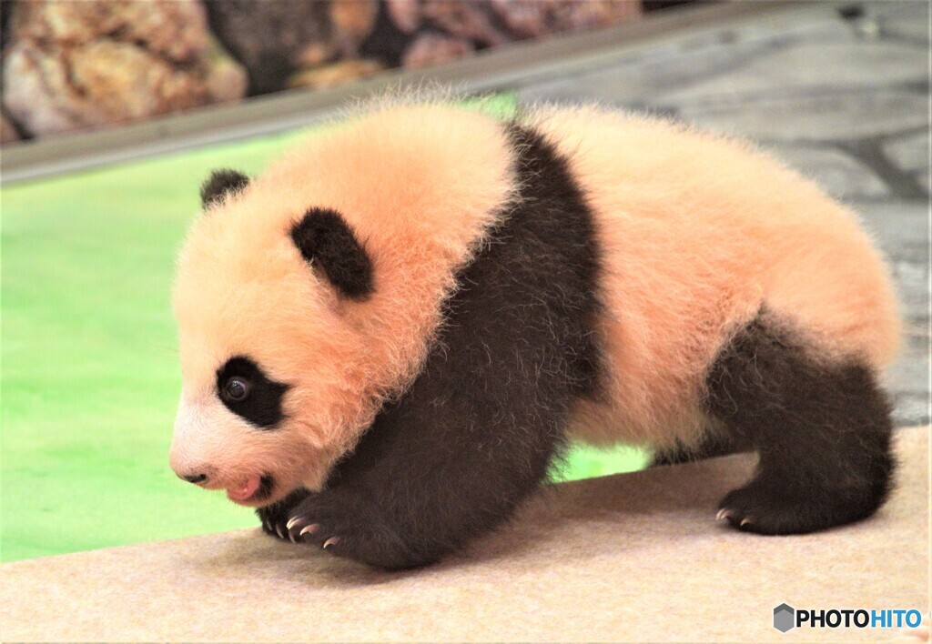 赤ちゃんパンダ楓浜③
