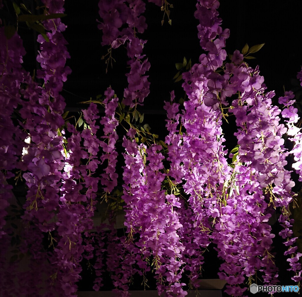 鬼が嫌いな藤の花