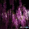 鬼が嫌いな藤の花