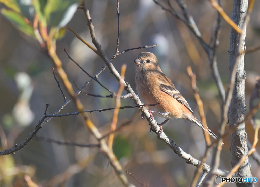ベニマシコさん