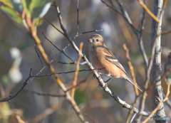 ベニマシコさん