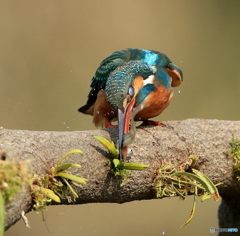 バシッ！(20160227）