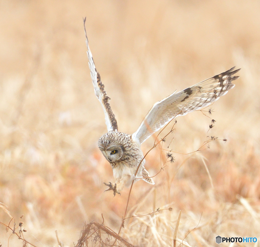 コミミズクの着地ポーズ