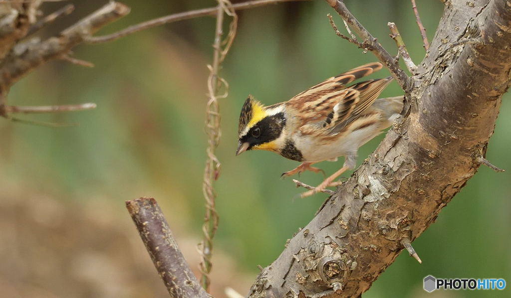 ミヤマ君の飛び出し