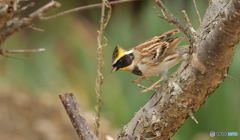 ミヤマ君の飛び出し