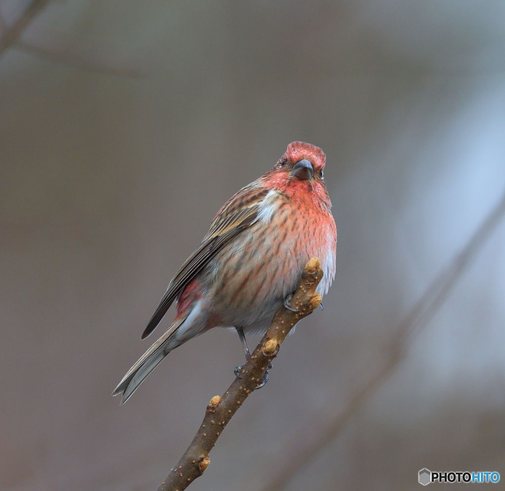 カメラ目線のオオマシコさん