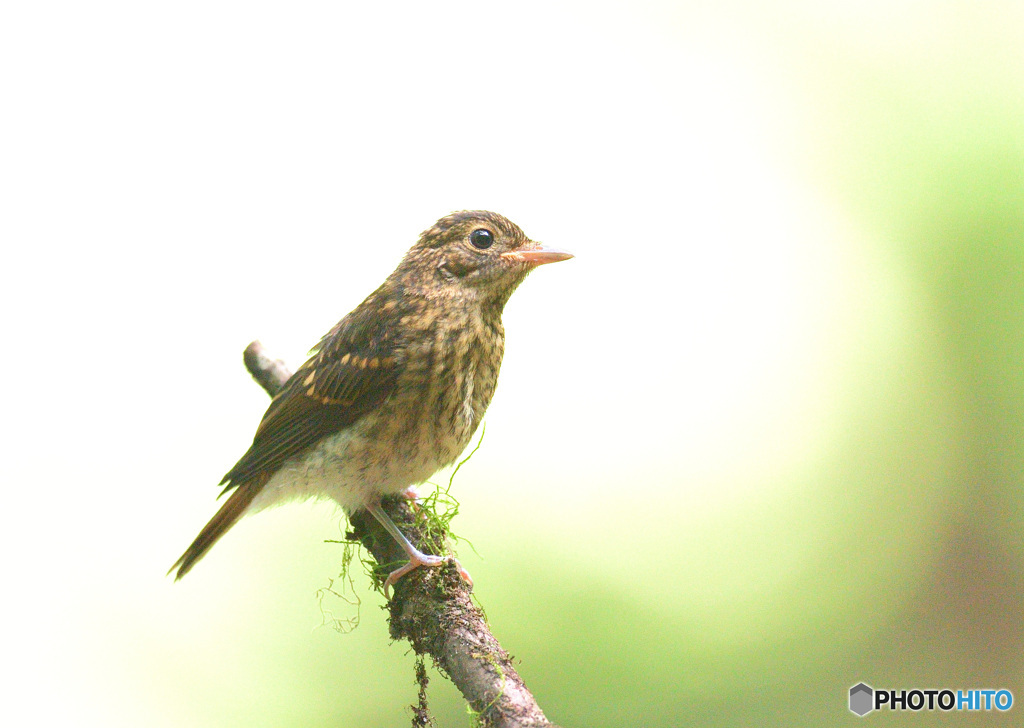 キビタキの幼鳥Ⅳ