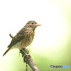 キビタキの幼鳥Ⅳ