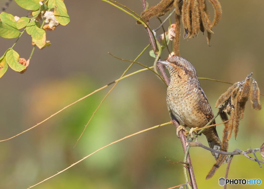 初めてのアリスイさんⅤ