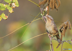 初めてのアリスイさんⅤ