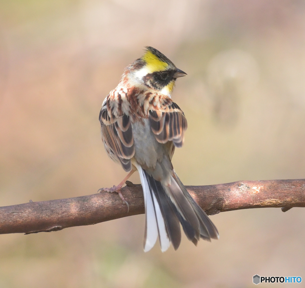 見返りミヤマホオジロ