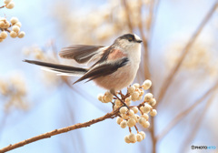 ２月のエナガさん②