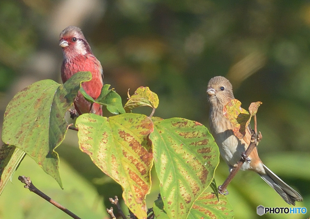 ベニマシコのカップル