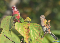 ベニマシコのカップル