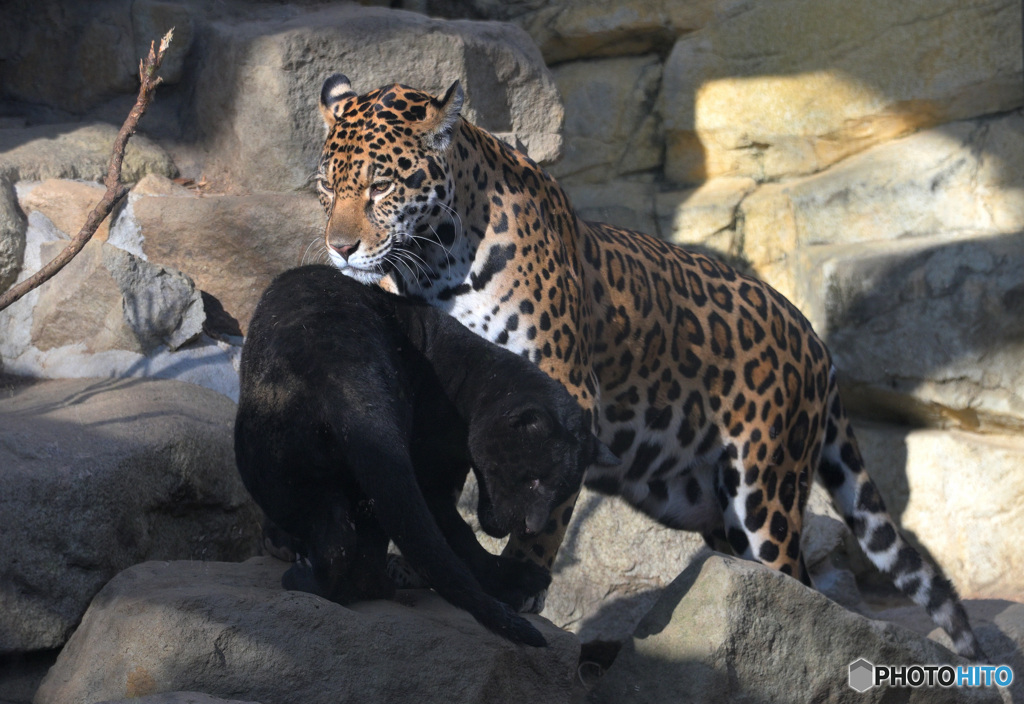 ジャガーの親子