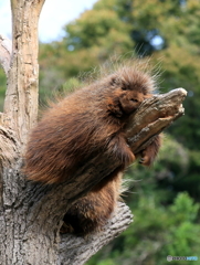 眠いの
