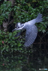 カメラ目線で飛び込み