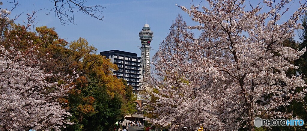 春の天王寺動物園