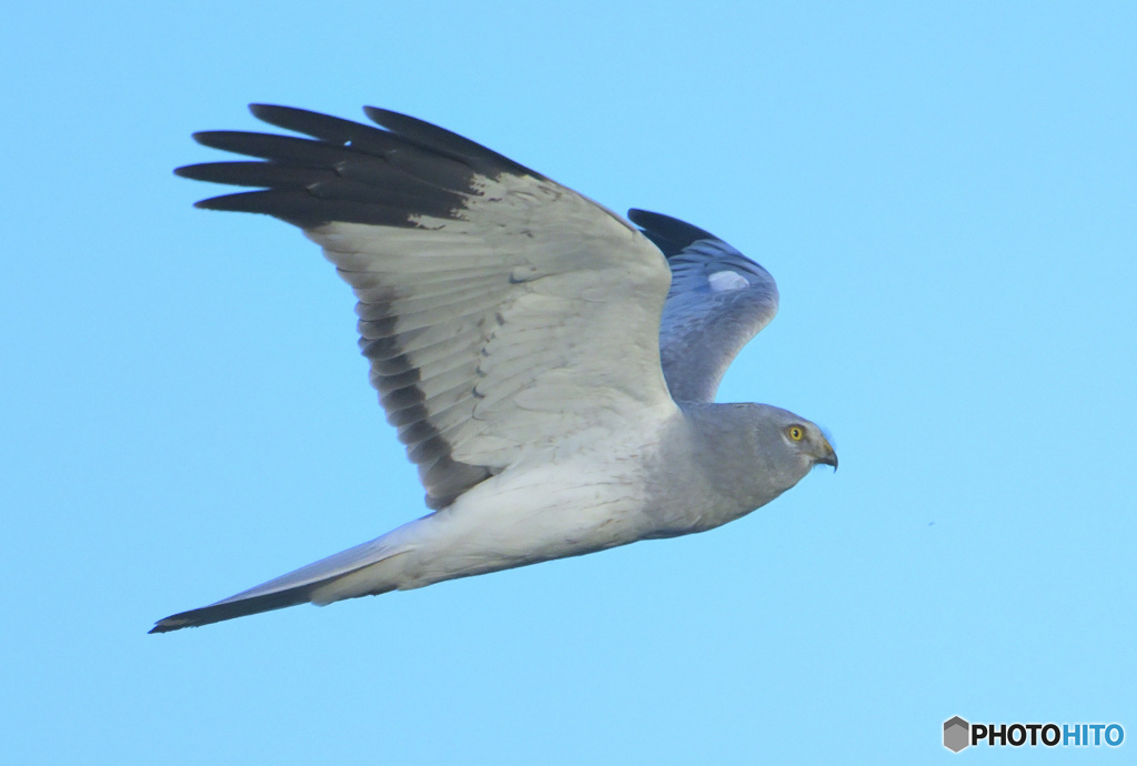 ハイイロチュウヒ⑦