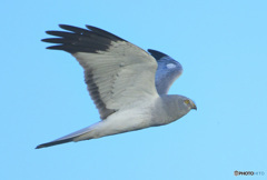 ハイイロチュウヒ⑦