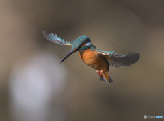 在庫のカワセミ