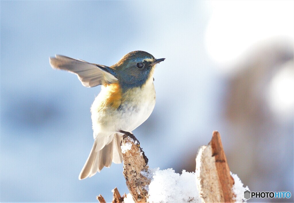 雪にルリビタキ君Ⅱ