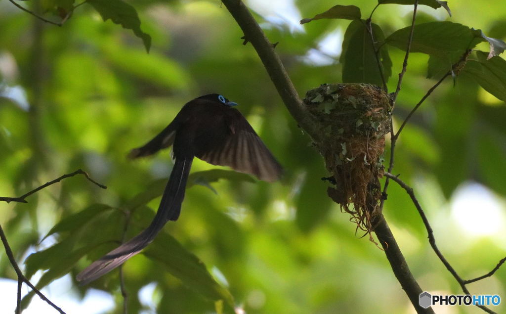 オスのサンコウチョウ②