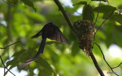 オスのサンコウチョウ②