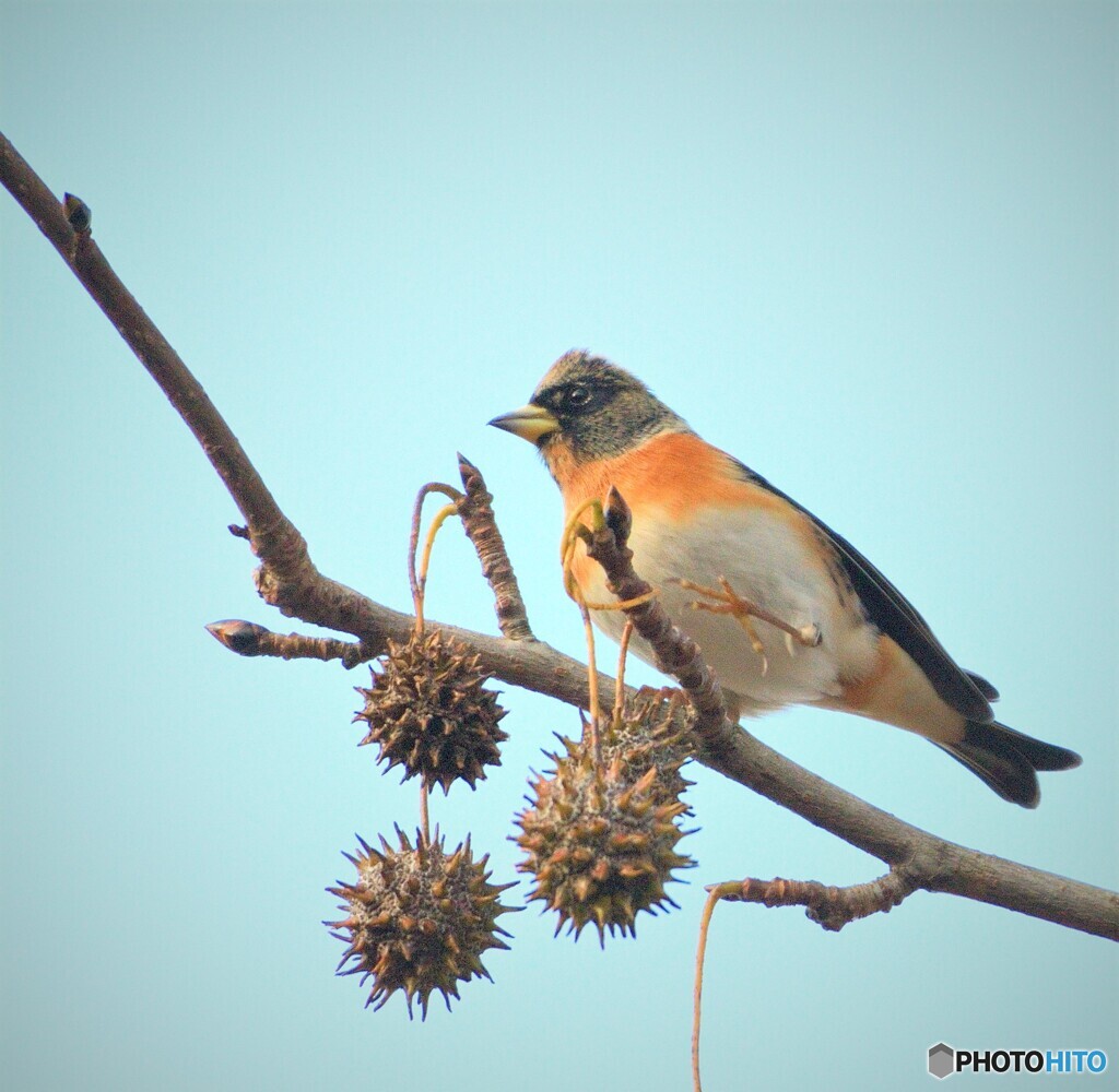 思い出のアトリさん
