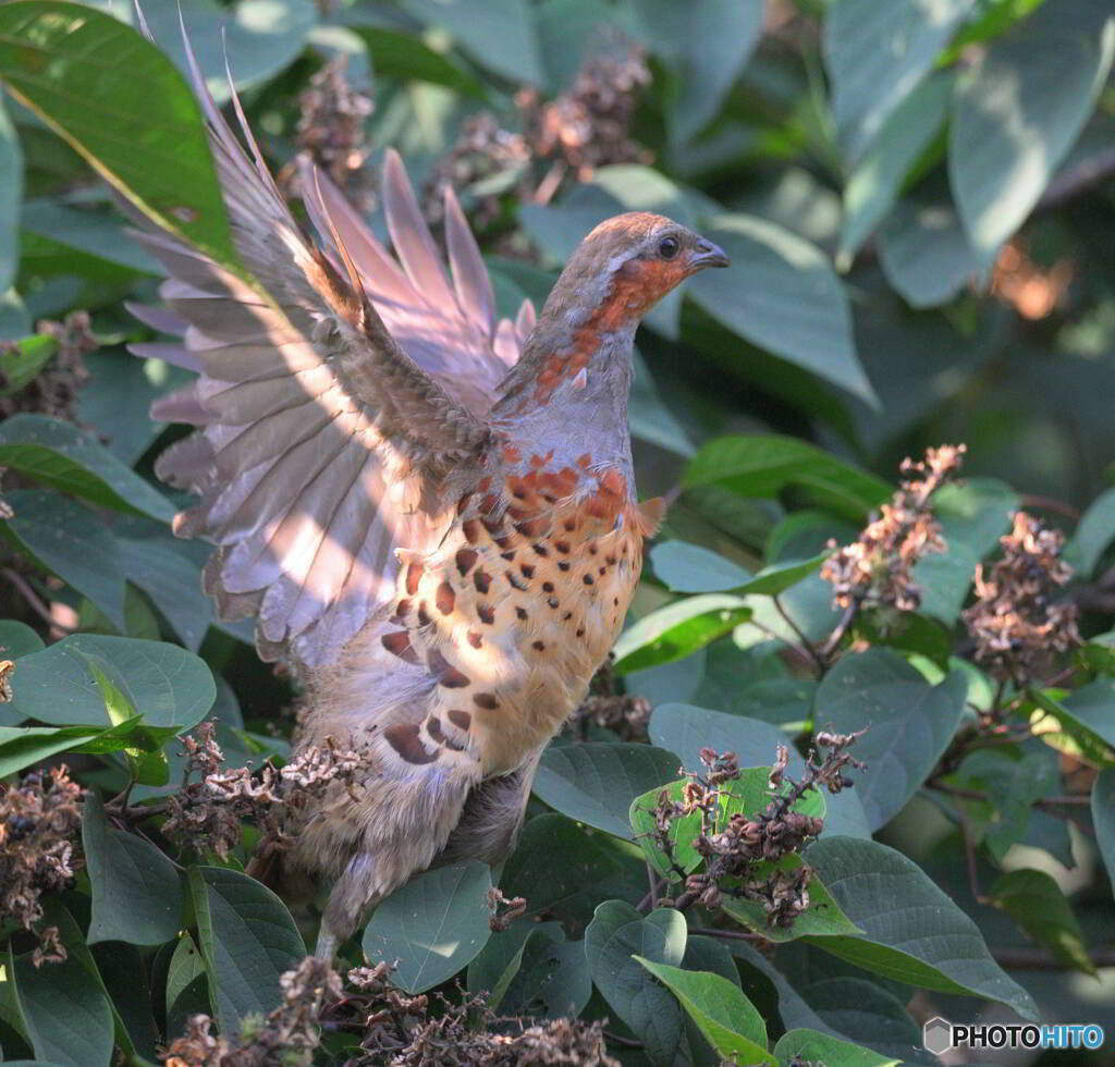 コジュケイさんの飛び出し