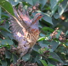 コジュケイさんの飛び出し