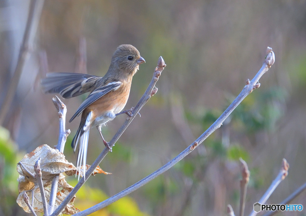 本日のベニマシコ