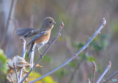 本日のベニマシコ