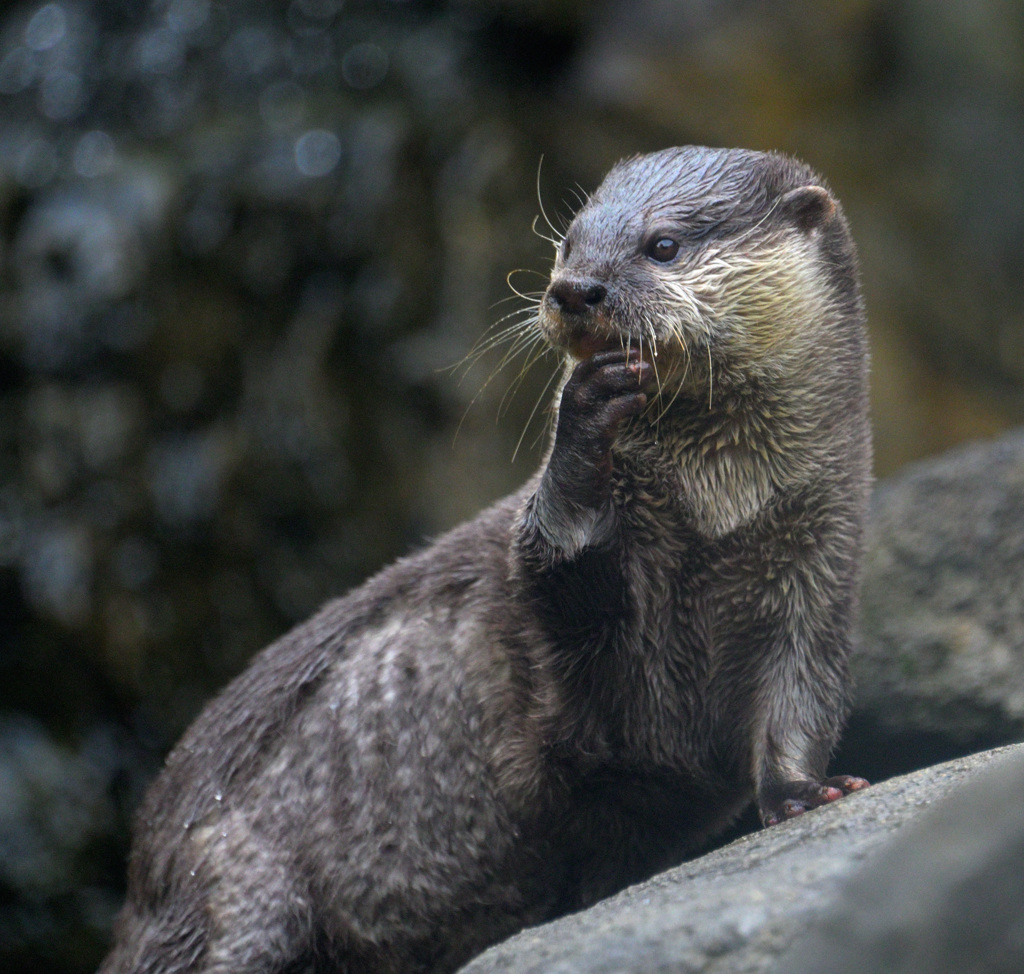 考えるカワウソ